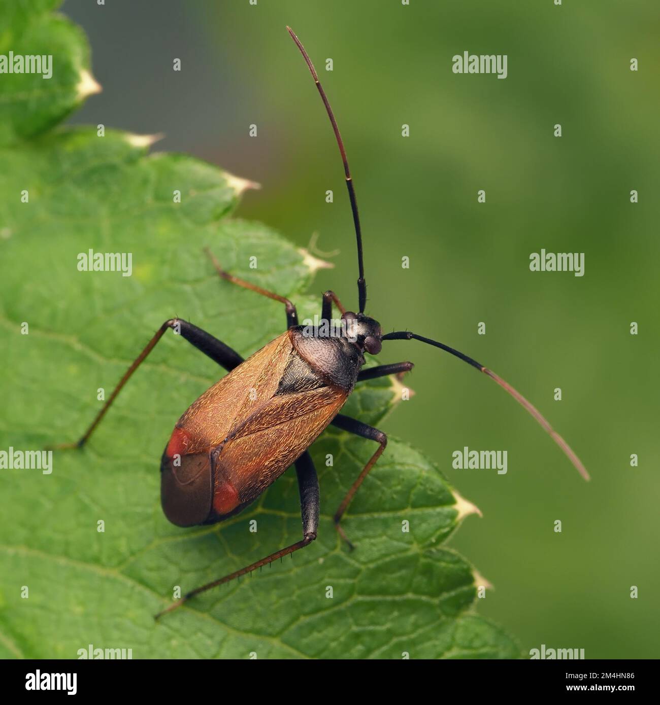 Adelphocoris seticornis Mirid-Käfer im Ruhezustand auf Pflanzenblatt. Tipperary, Irland Stockfoto