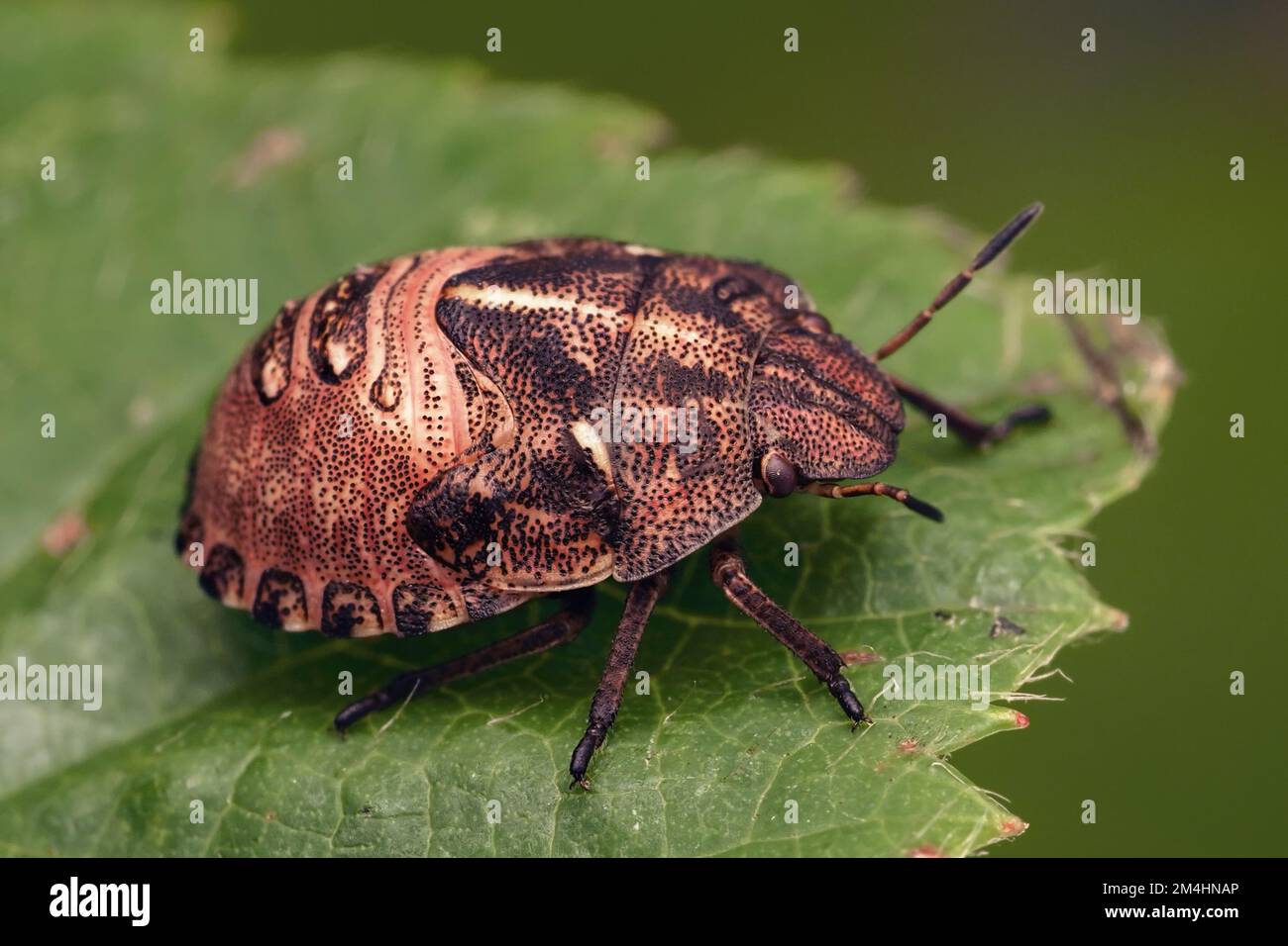 Letzter Instar Schildkröte Shieldbugnymphe (Eurygaster testudinaria) in Ruhe auf Blatt. Tipperary, Irland Stockfoto