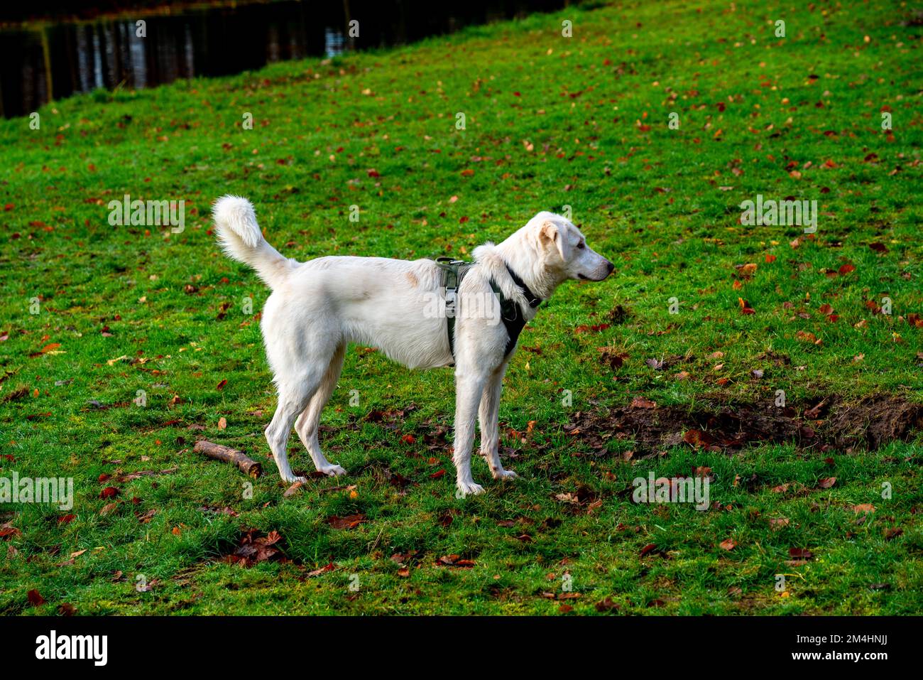 Porträt eines jungen weißen Hundes Stockfoto