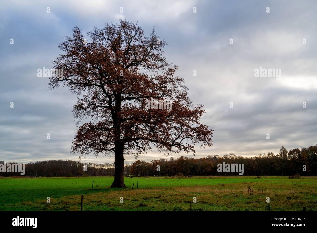 Große Eiche auf einer Wiese Stockfoto