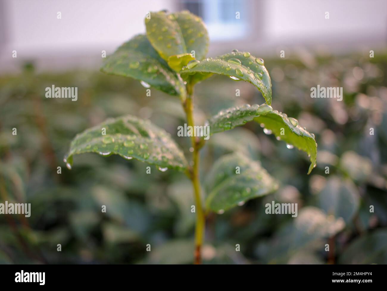 An einem Regentag in meinem Garten sind die Pflanzen nass Stockfoto