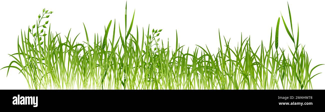 Grüner Grasrand. Wiese realistische Pflanzen wachsen Stock Vektor