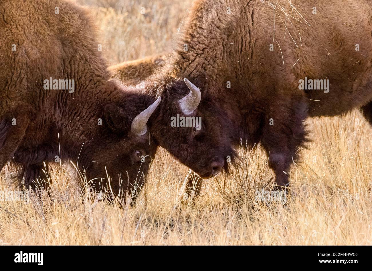 Im Rocky Mountain Arsenal Wildlife Refuge in Colorado treffen sich zwei amerikanische Bison-Köpfe auf die Prärie. Stockfoto