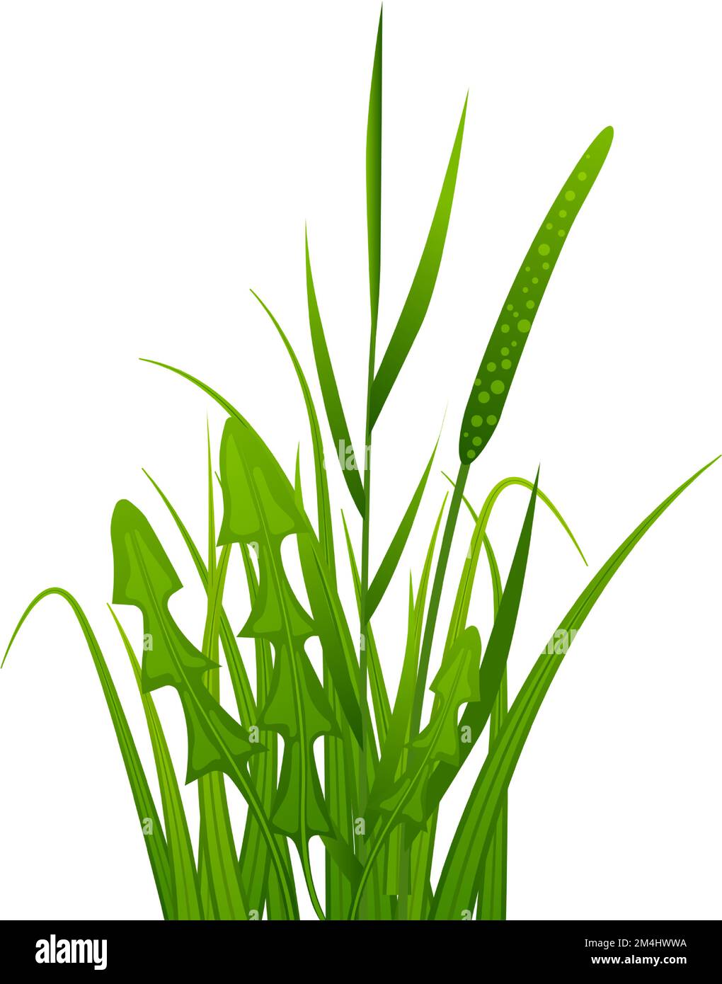 Grünlandpflanzen. Realistische Gartengras-Vegetation Stock Vektor