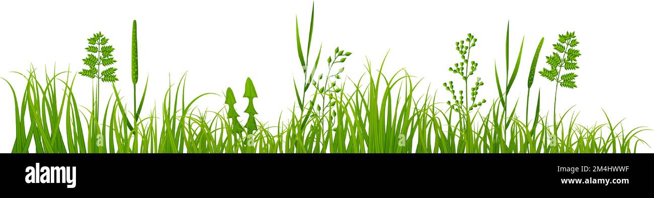 Frische Wiesenpflanzen an der Grenze. Grünes Gras und Kräuter Stock Vektor