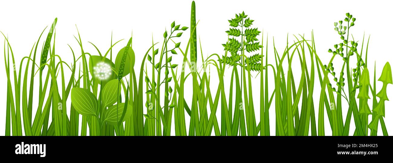 Realistisches Gras. Grünes Frühlingskraut. Pflanzen wachsen lassen Stock Vektor