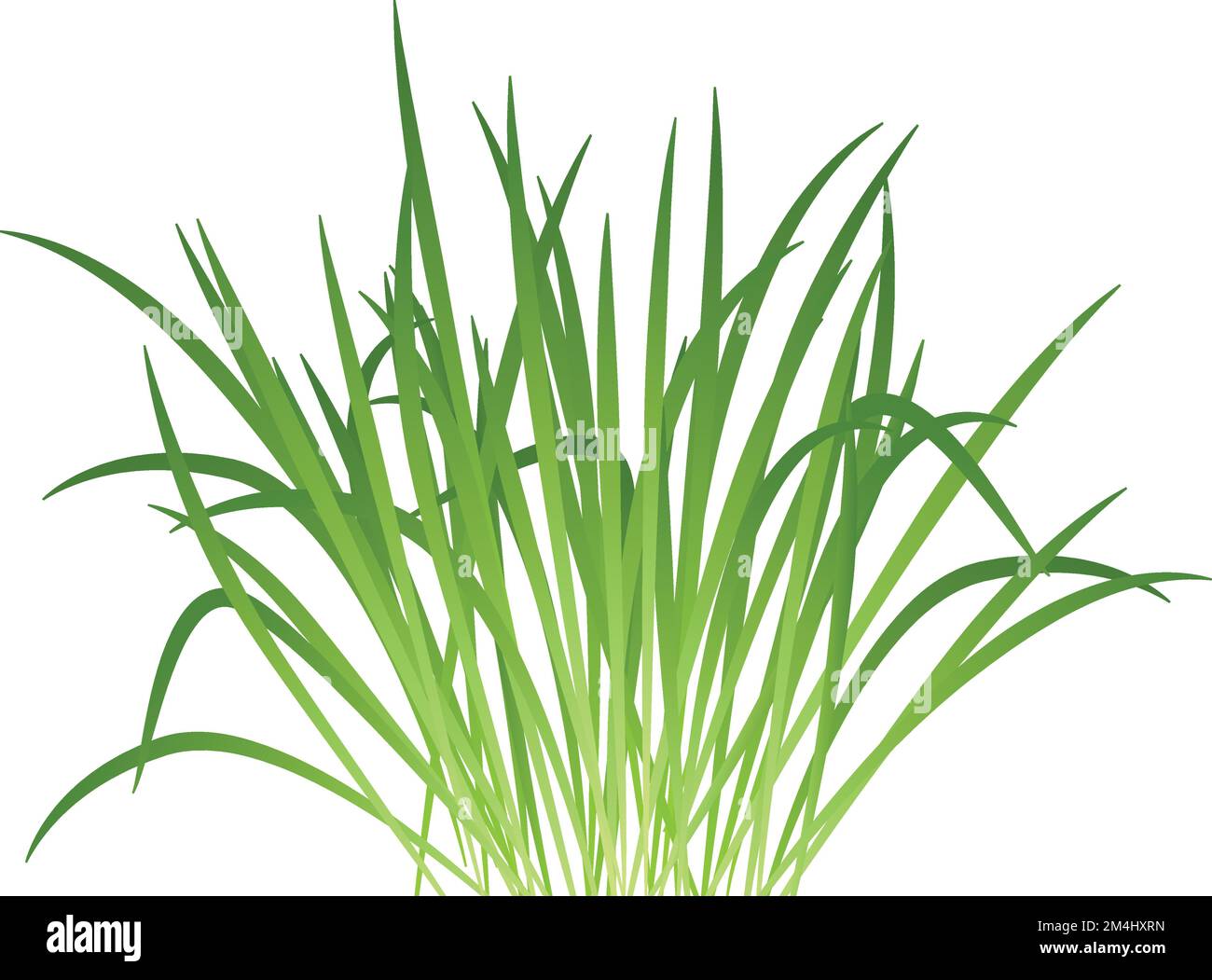 Grüne Vegetation. Frühlingsrealistische Wiesenrasierklingen Stock Vektor