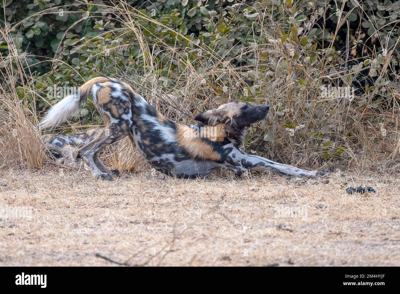 Afrikanischer Wildhund (Lycaon pictus), dehnt sich, hält fit, Nsefu Sektor, Süd-Luangwa, Sambia Stockfoto