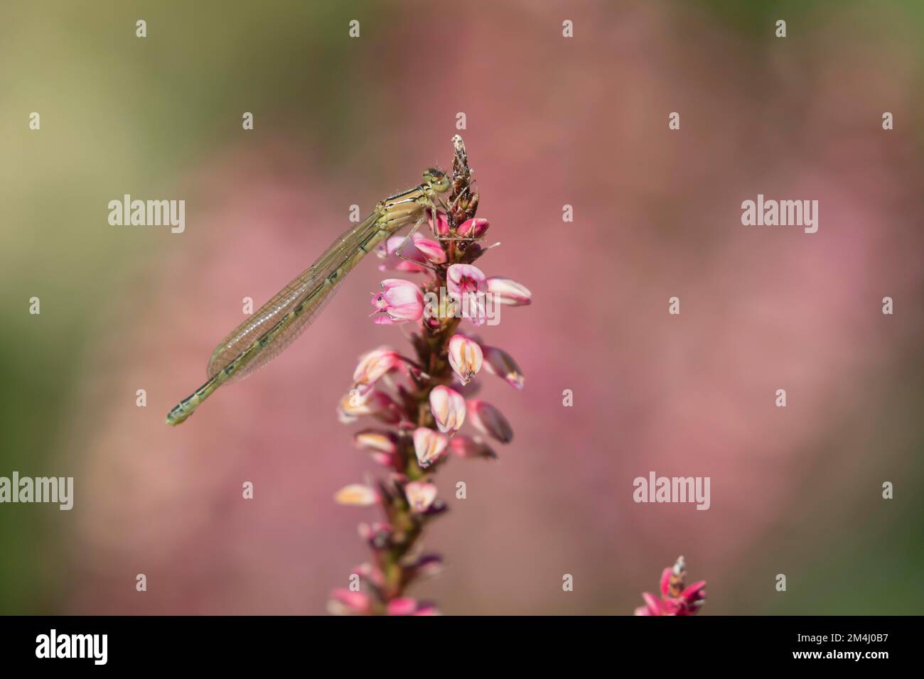 Blauer Sumpffliege (Enallagma cyathigerum), Erwachsener auf einer rosa Blume in einem Garten, Suffolk, England, Großbritannien Stockfoto Blauer Sumpffliege (Enallagma cyathigerum), Erwachsener auf einer rosa Blume in einem Garten, Suffolk, England, Großbritannien Stockfoto