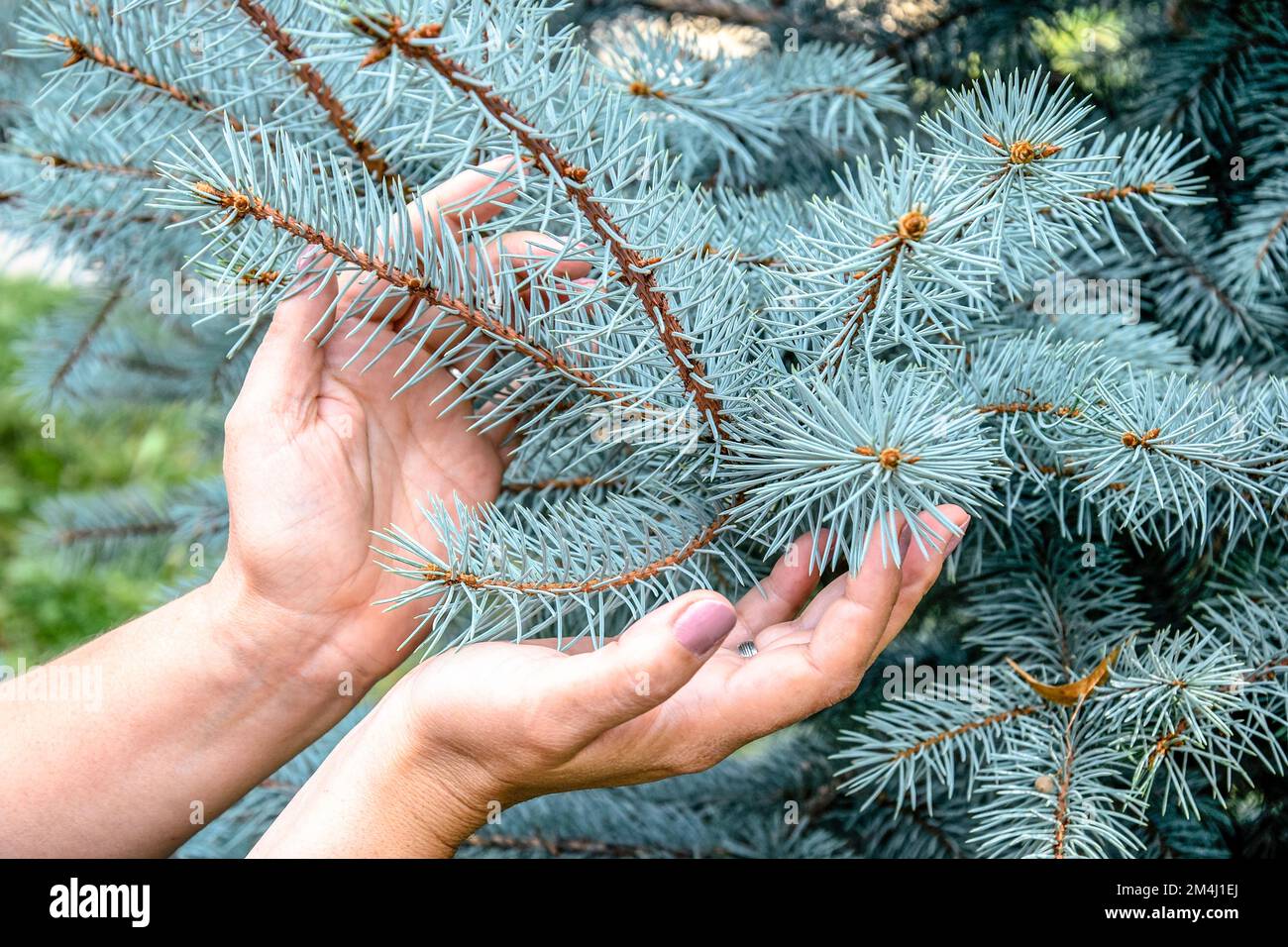 Vorsicht gegenüber der Natur. Die sanfte Berührung von Frauenhänden mit den Zweigen einer blauen Fichte. Nahaufnahme. Selektiver Fokus. Stockfoto