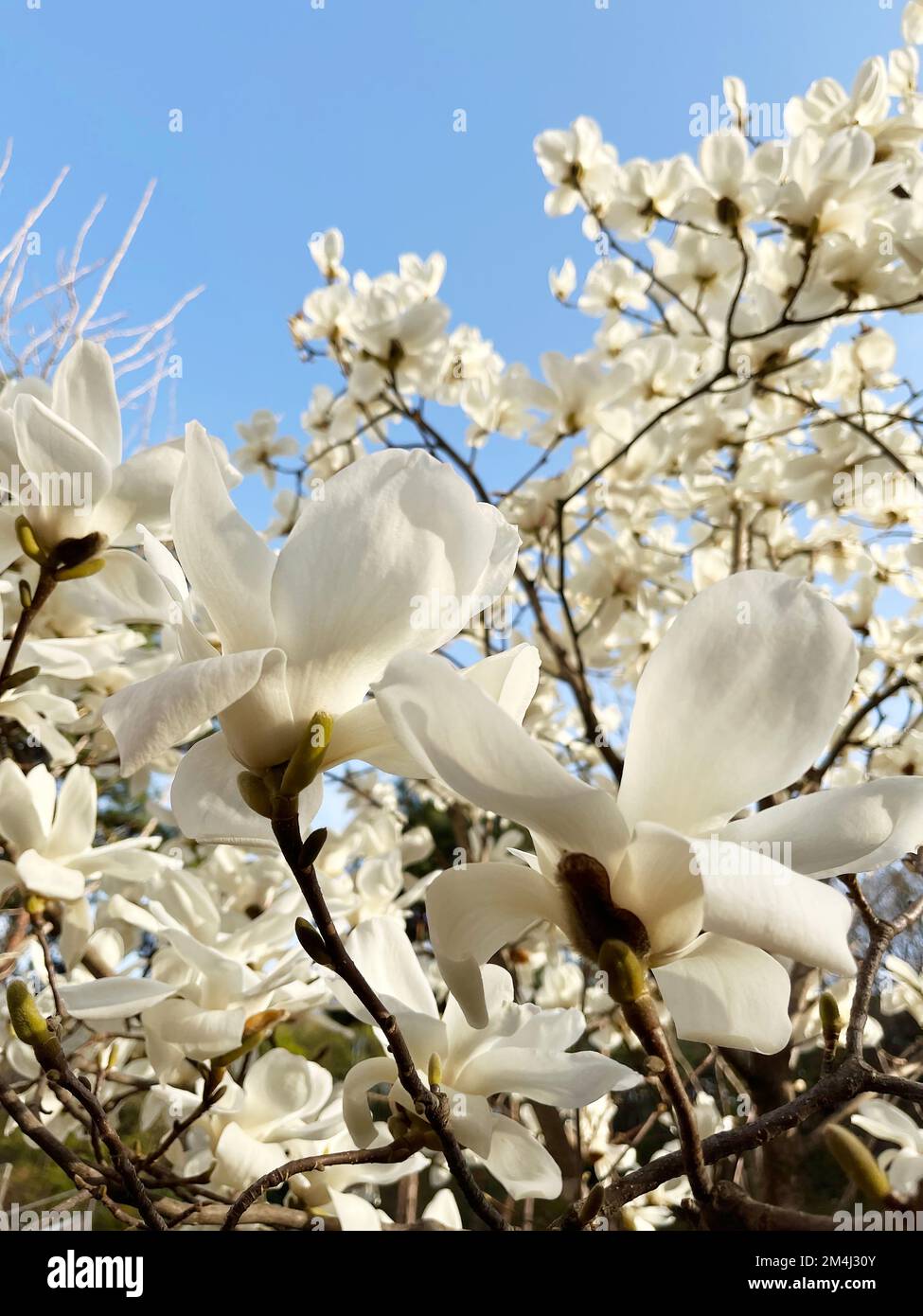 Die weißen Magnolien blühen in Südkorea Stockfoto