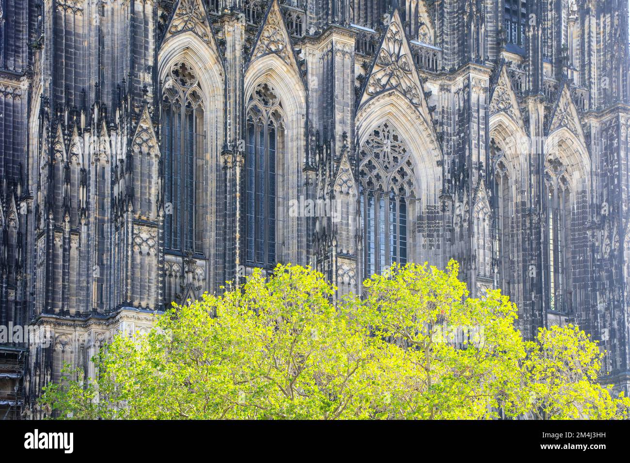 Hauptfassade des Kölner Doms oder der hohe Dom St. Peter, Dom Erzdiözese von Köln, Baum mit grünem Laub davor Stockfoto