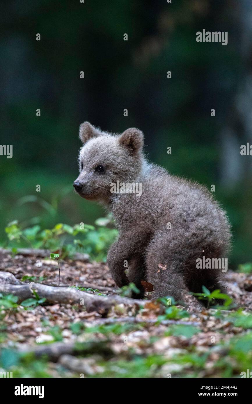 Europäischer Braunbär (Ursus arctos arctos), jung, Region Notranjska, Slowenien Stockfoto
