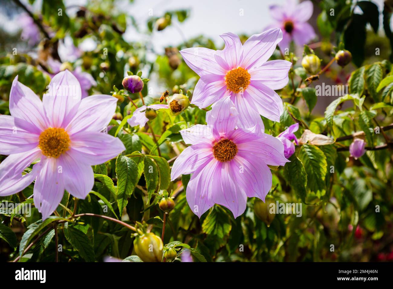 Eine Nahaufnahme von Dahlienblüten bei sonnigem Wetter im Garten Stockfoto