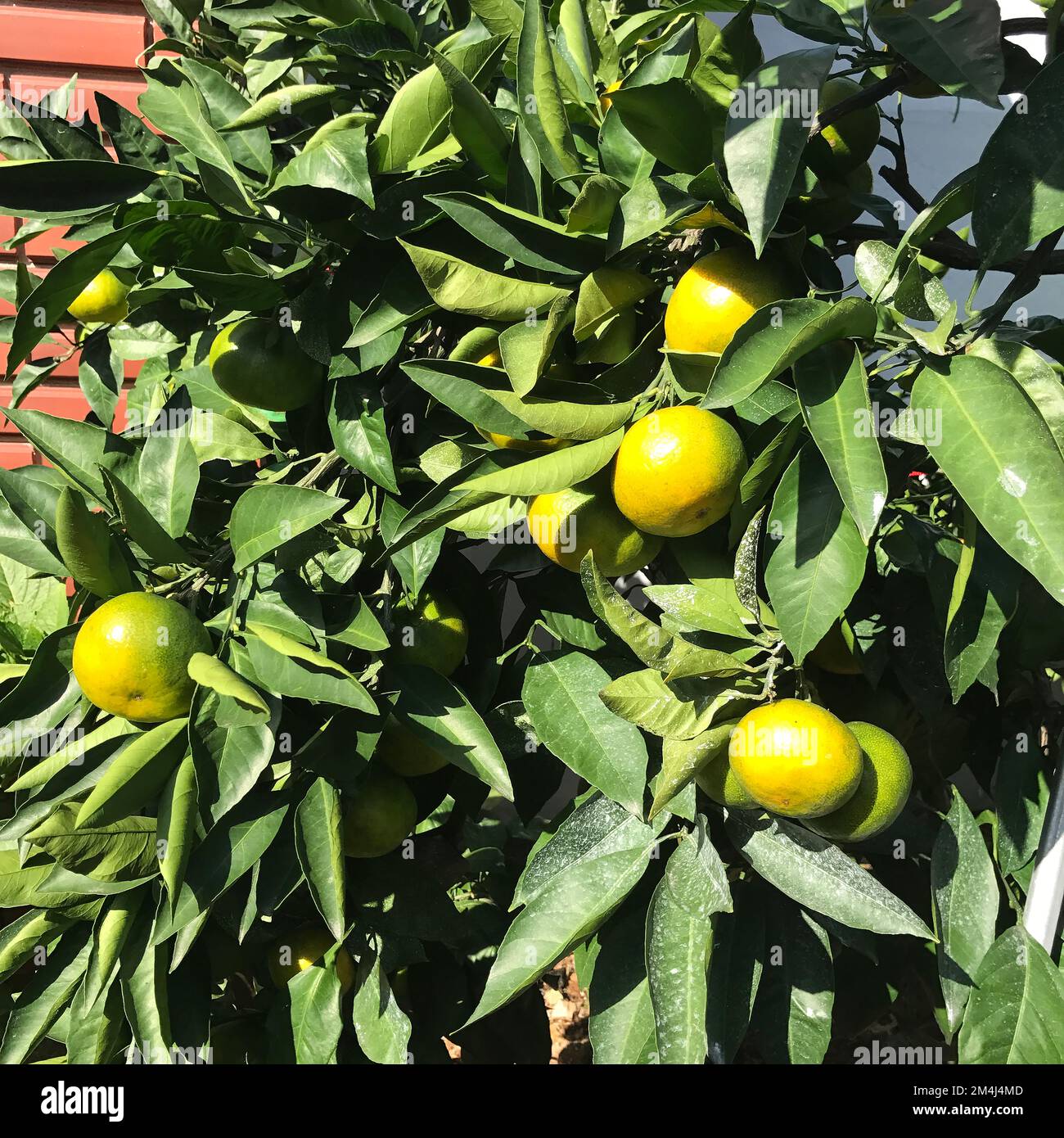 Mandarinen-(Mandarinen-)Bäume in Südkorea Stockfoto