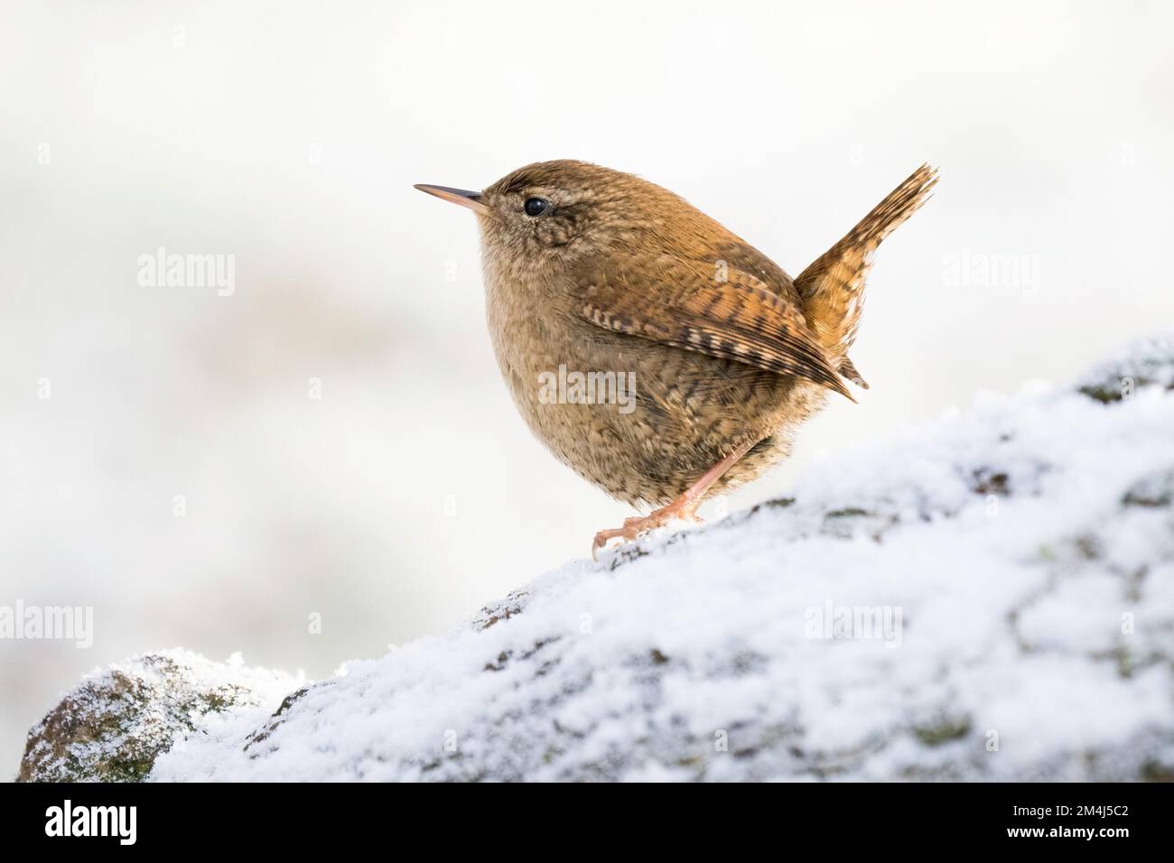 Eurasische Zunge (Troglodytes troglodytes) auf schneebedeckten Baumstämmen, Hessen, Deutschland, Europa Stockfoto