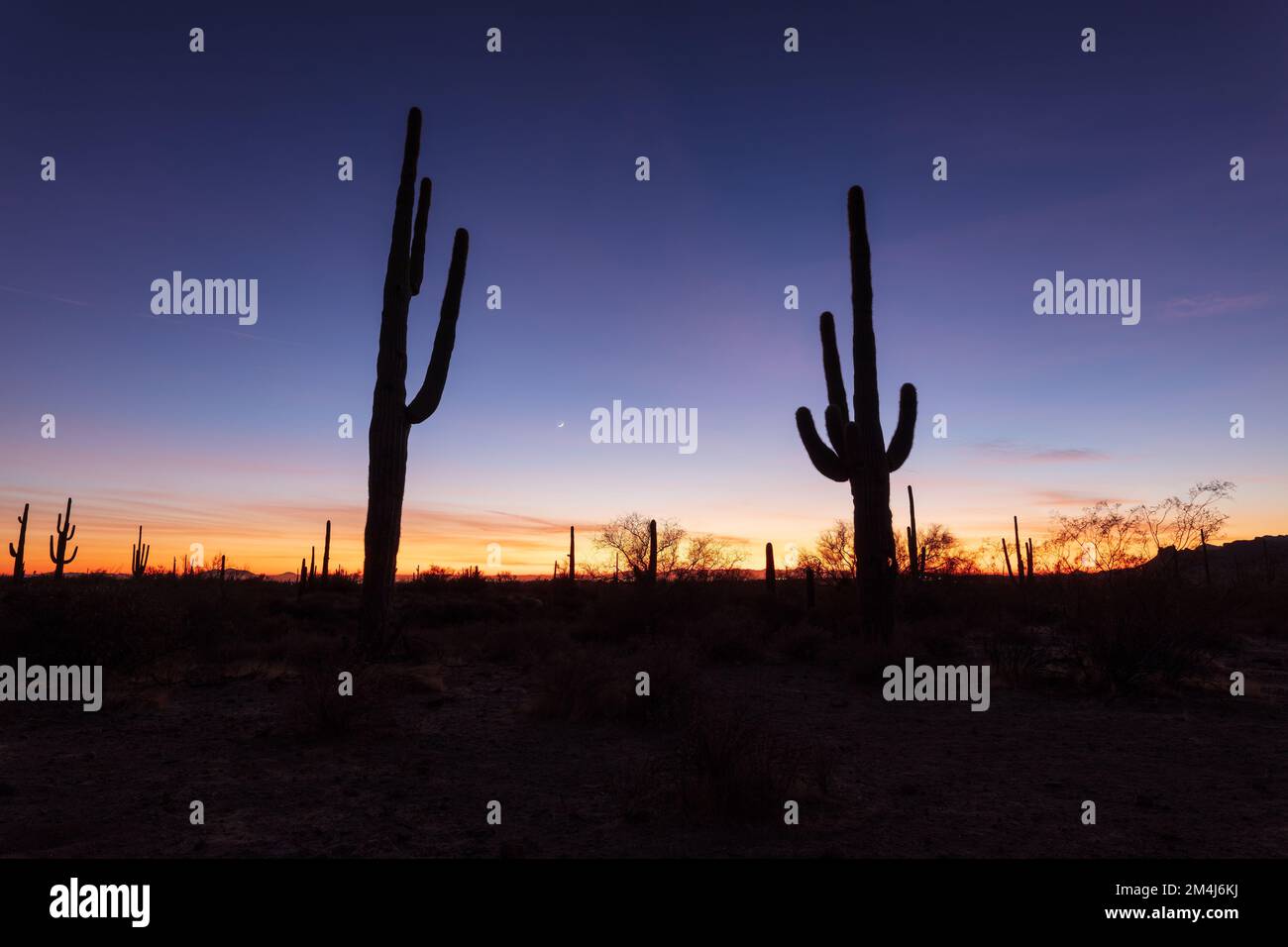 Saguaro Cactus Silhouetten in der Wüste in der Dämmerung nahe Phoenix, Arizona Stockfoto