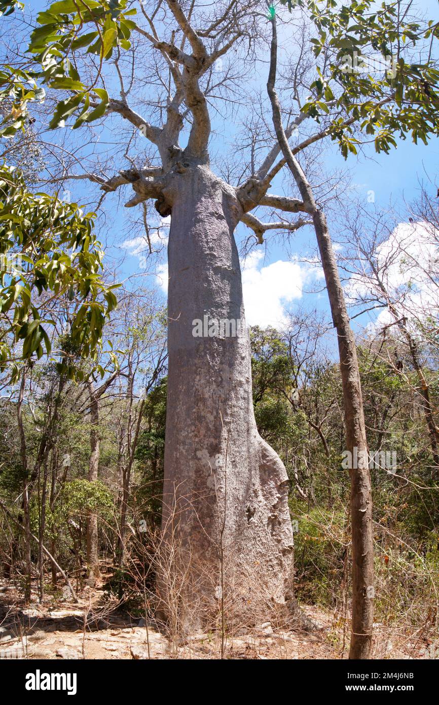 Baobab, Ankarana Special Reserve, Madagaskar Stockfoto