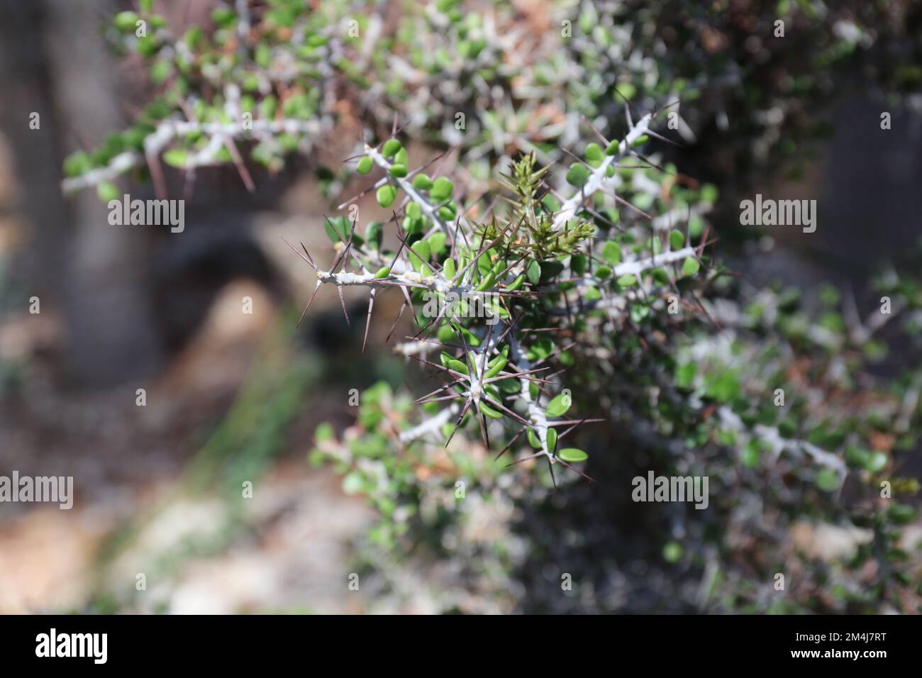 Nahaufnahme eines Zweigs einer Alluaudia comosa, einem spinnigen halbsaftigen Baum mit ovalen Blättern, mit einem verschwommenen Hintergrund Stockfoto