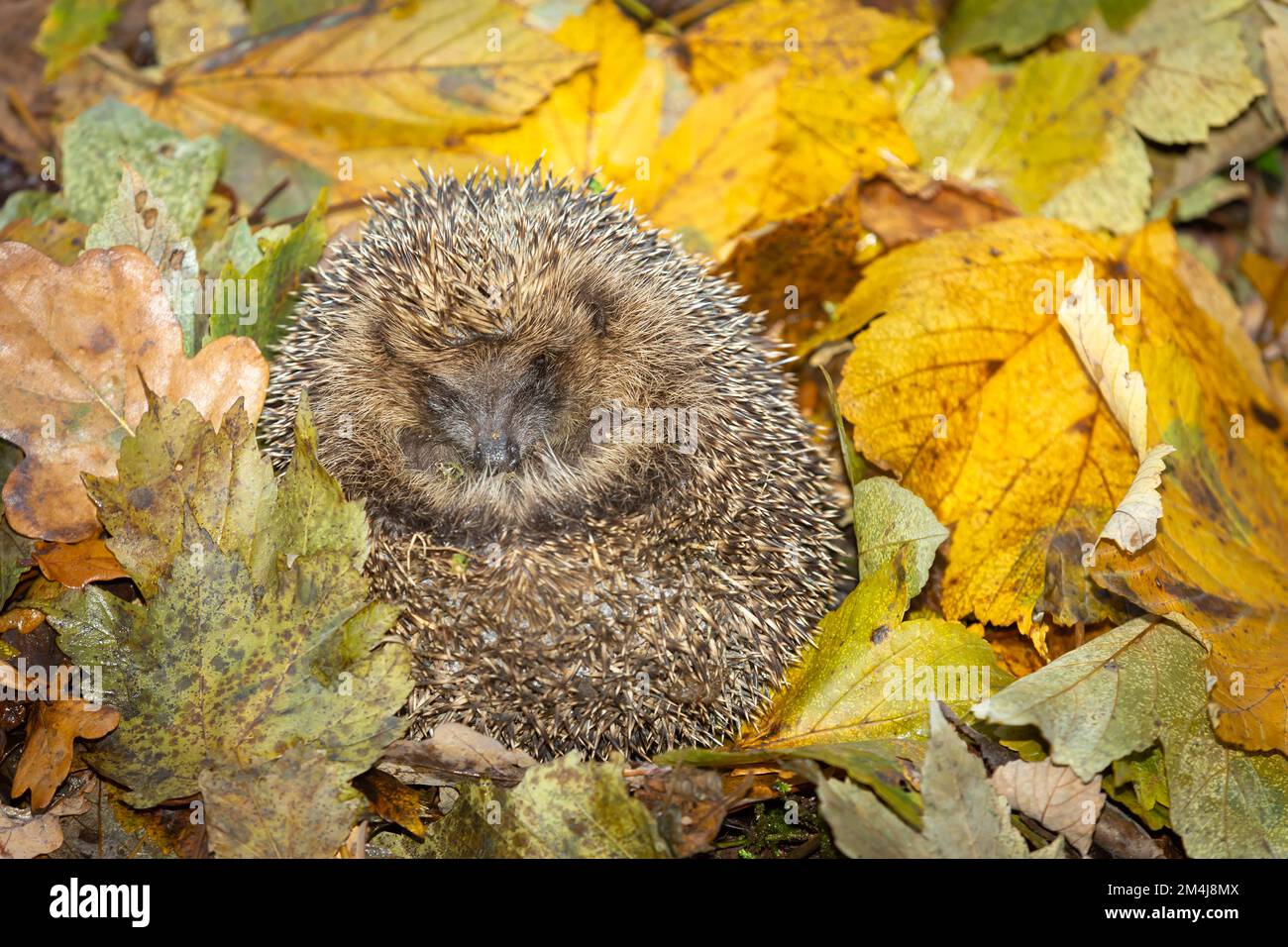 Igel, wissenschaftliche Bezeichnung: Erinaceus Europaeus. Nahaufnahme eines wilden, einheimischen, europäischen Igels, der im Winter Winterschlaf hält und von farbenfrohem Au umgeben ist Stockfoto