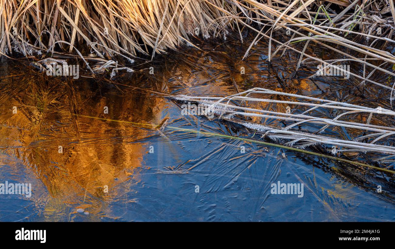 Frostvegetation in einem Feuchtgebiet im Frühling, Greater Sudbury, Ontario, Kanada Stockfoto