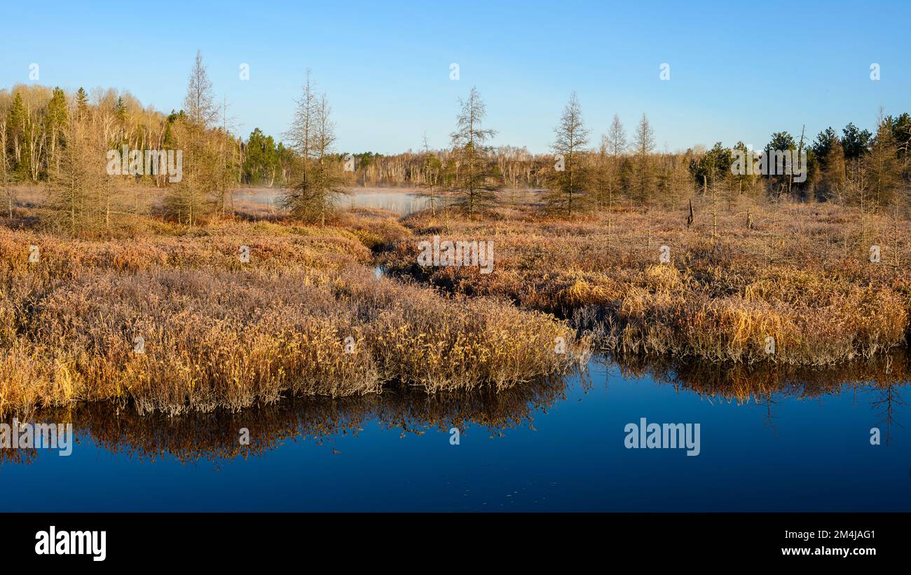 Frostvegetation in einem Feuchtgebiet im Frühling, Greater Sudbury, Ontario, Kanada Stockfoto