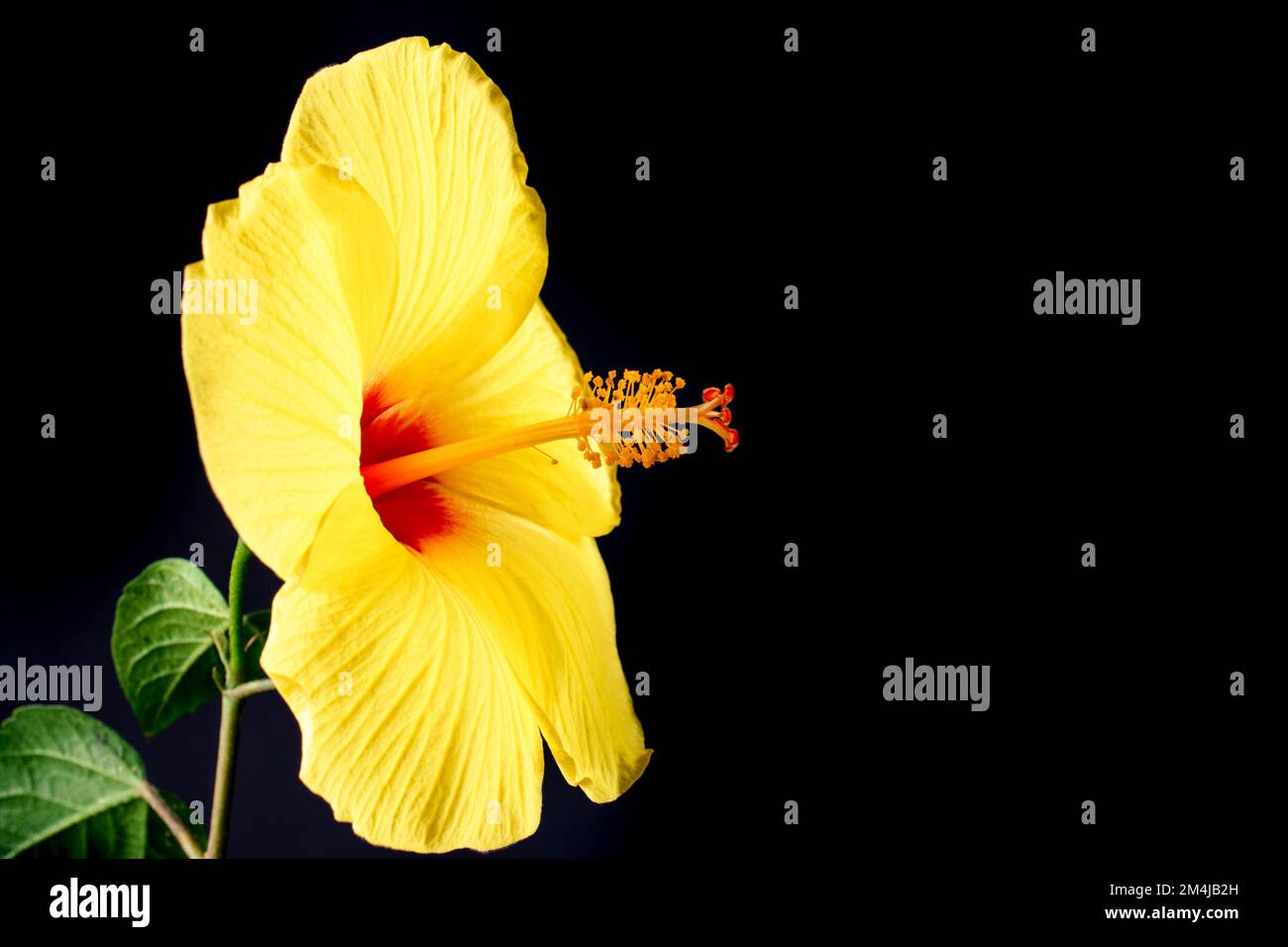 Hawaiianischer Hibiskus. Der gelbe Hibiskus ist Hawaiis Staatsblume. Isoliert auf schwarzem Hintergrund Stockfoto