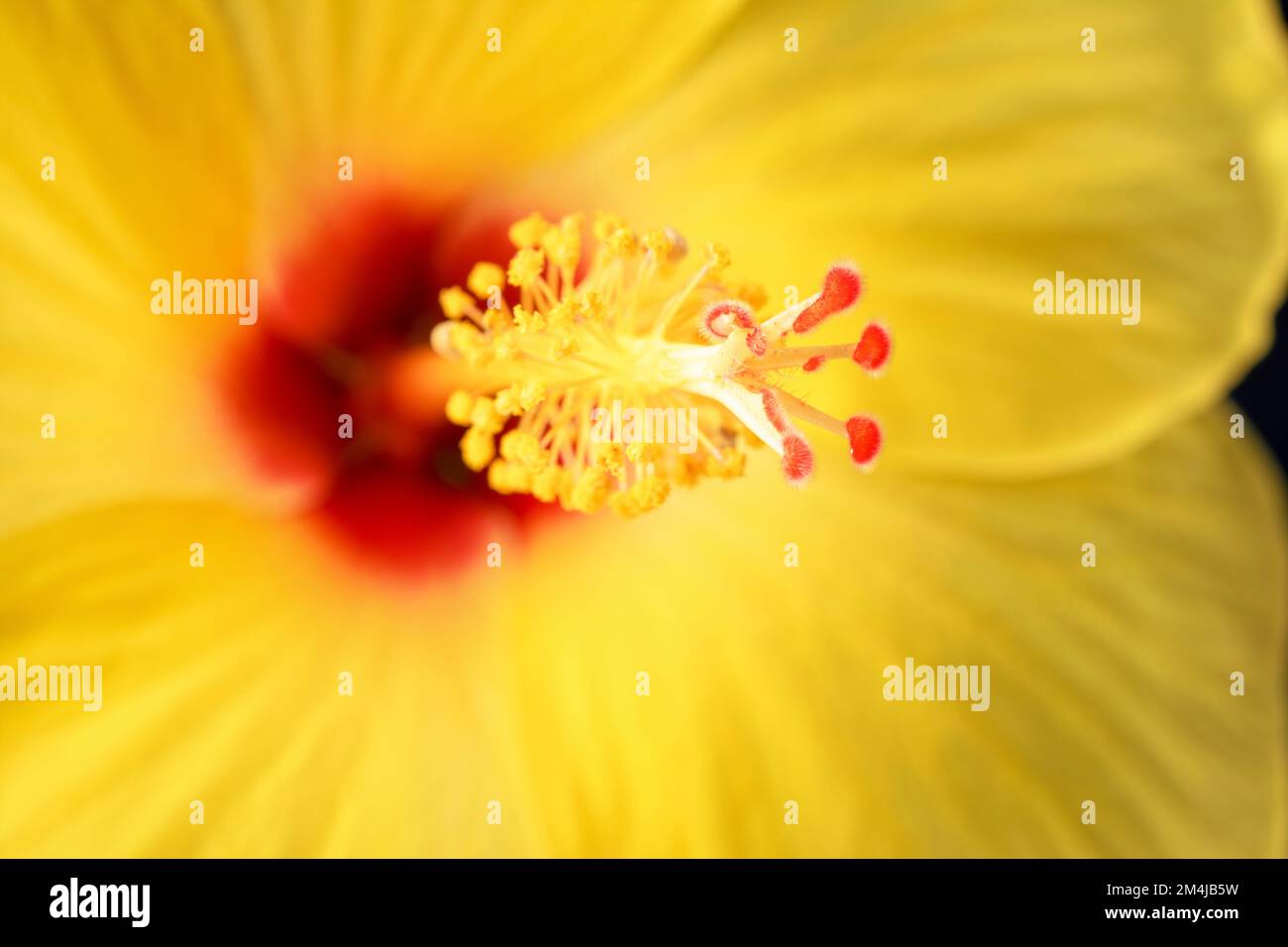 Hawaiianischer Hibiskus. Der gelbe Hibiskus ist Hawaiis Staatsblume. Stockfoto