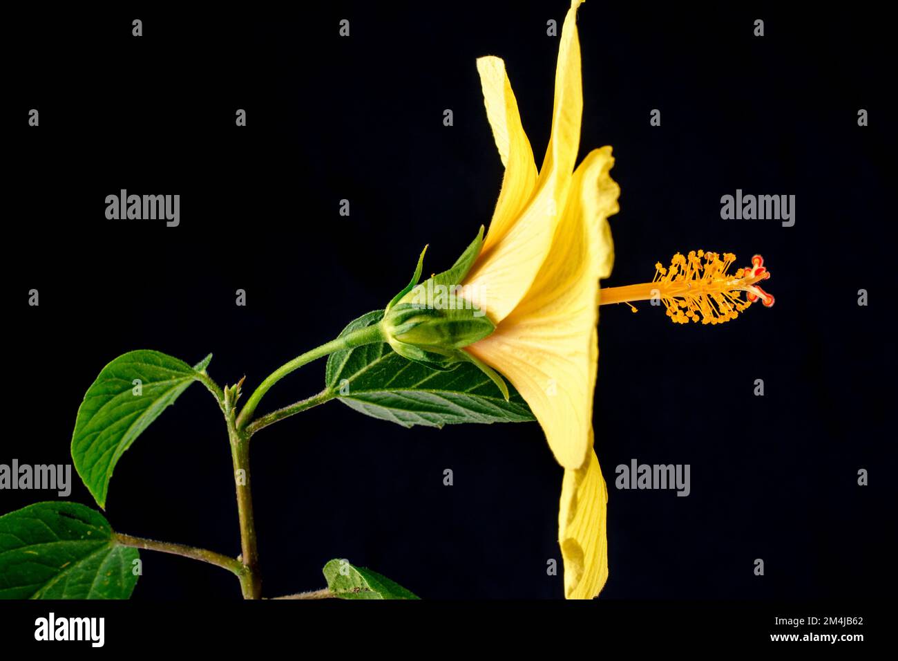 Hawaiianischer Hibiskus. Der gelbe Hibiskus ist Hawaiis Staatsblume. Isoliert auf schwarzem Hintergrund Stockfoto