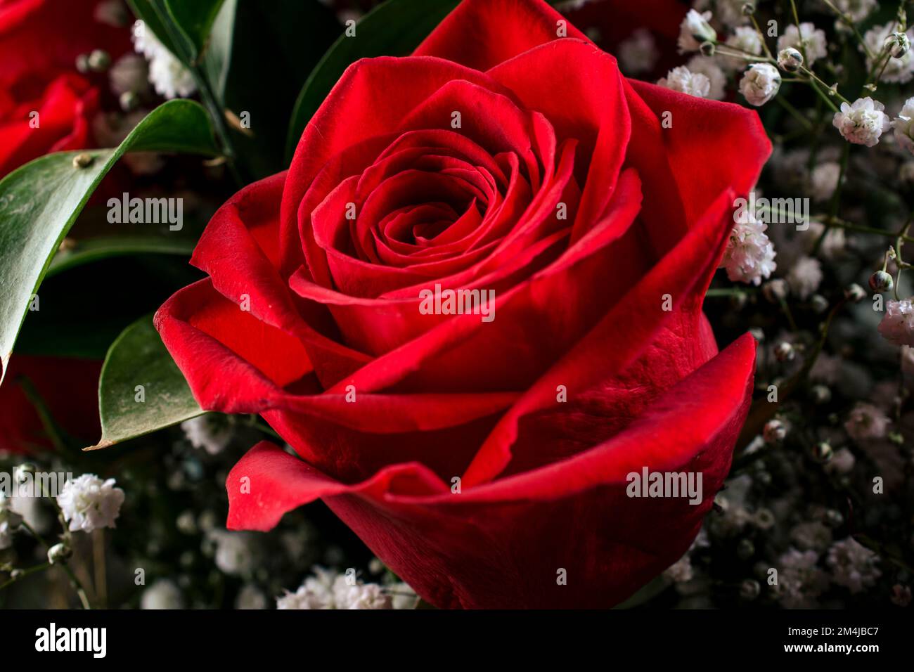 Nahaufnahme von einer roten rose Stockfoto