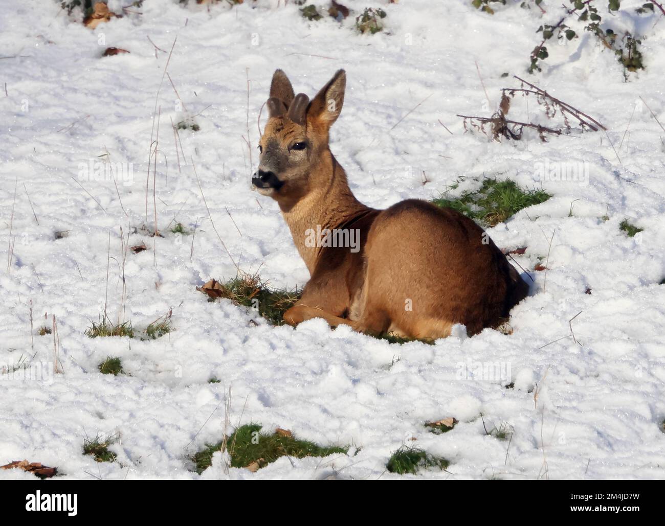 Roe Deer Buck im Winter in den Cotswold Hills Gloucestershire UK Stockfoto