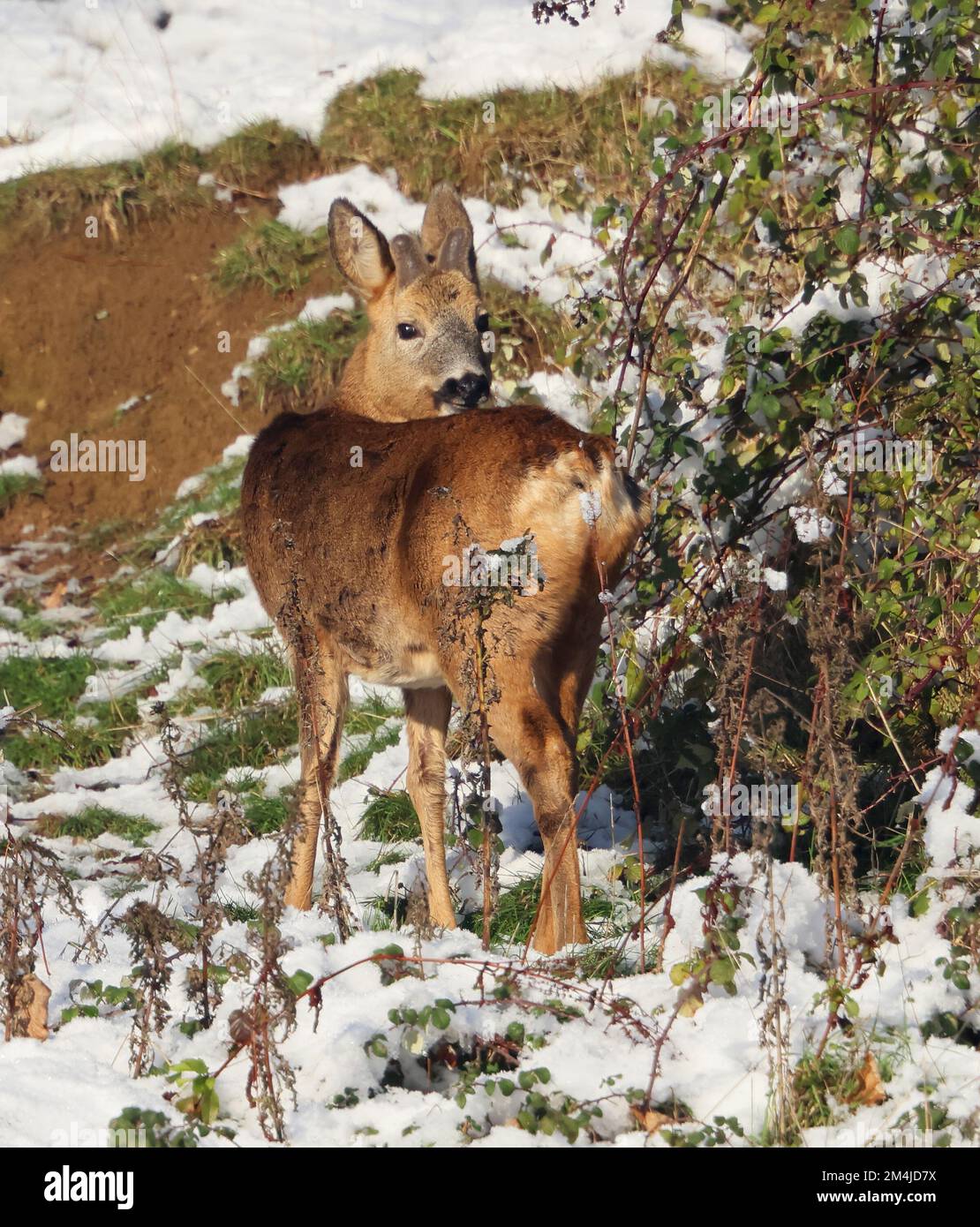 Roe Deer Buck im Winter in den Cotswold Hills Gloucestershire UK Stockfoto