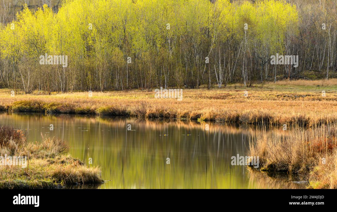 Aspen Woodland, aufstrebendes Laub im Frühjahr, das sich in Robnison Lake, Greater Sudbury, Ontario, Kanada, widerspiegelt Stockfoto