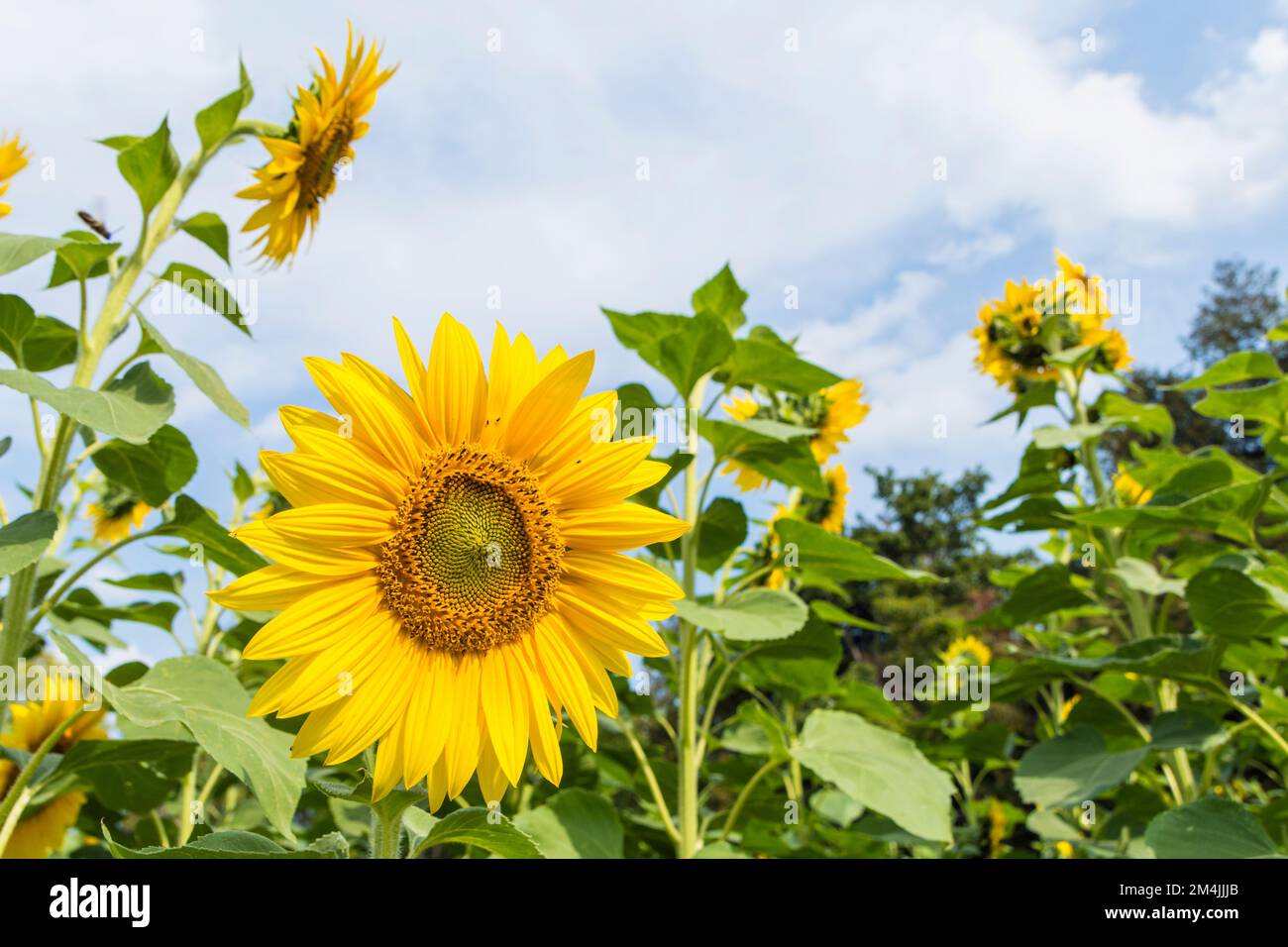 Sonnenblumen (Helianthus Annuus) Stockfoto