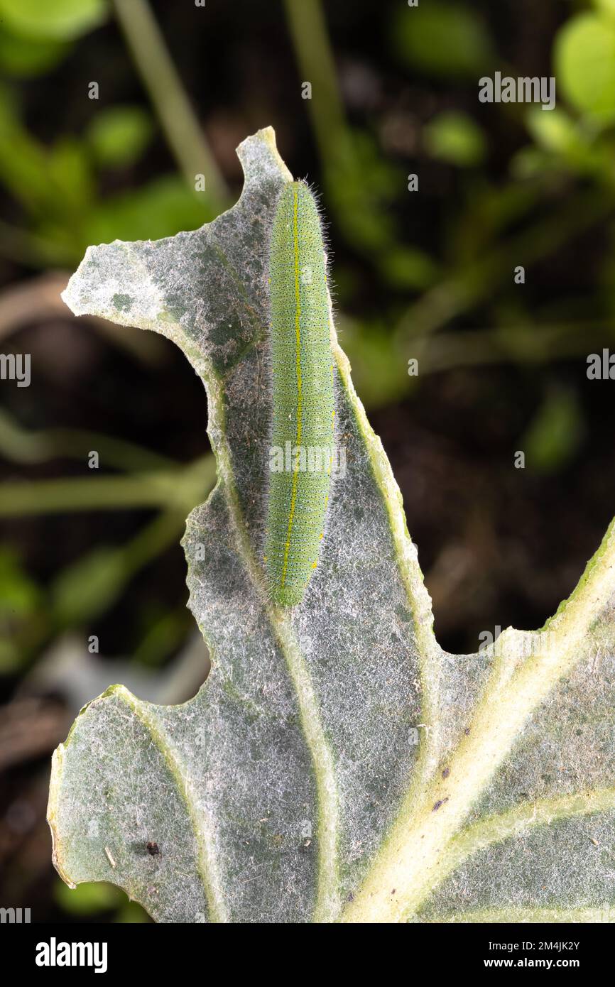 Makro einer grünen Kohlraupe, Pieris rapae, während sie ein Kohlblatt isst Stockfoto