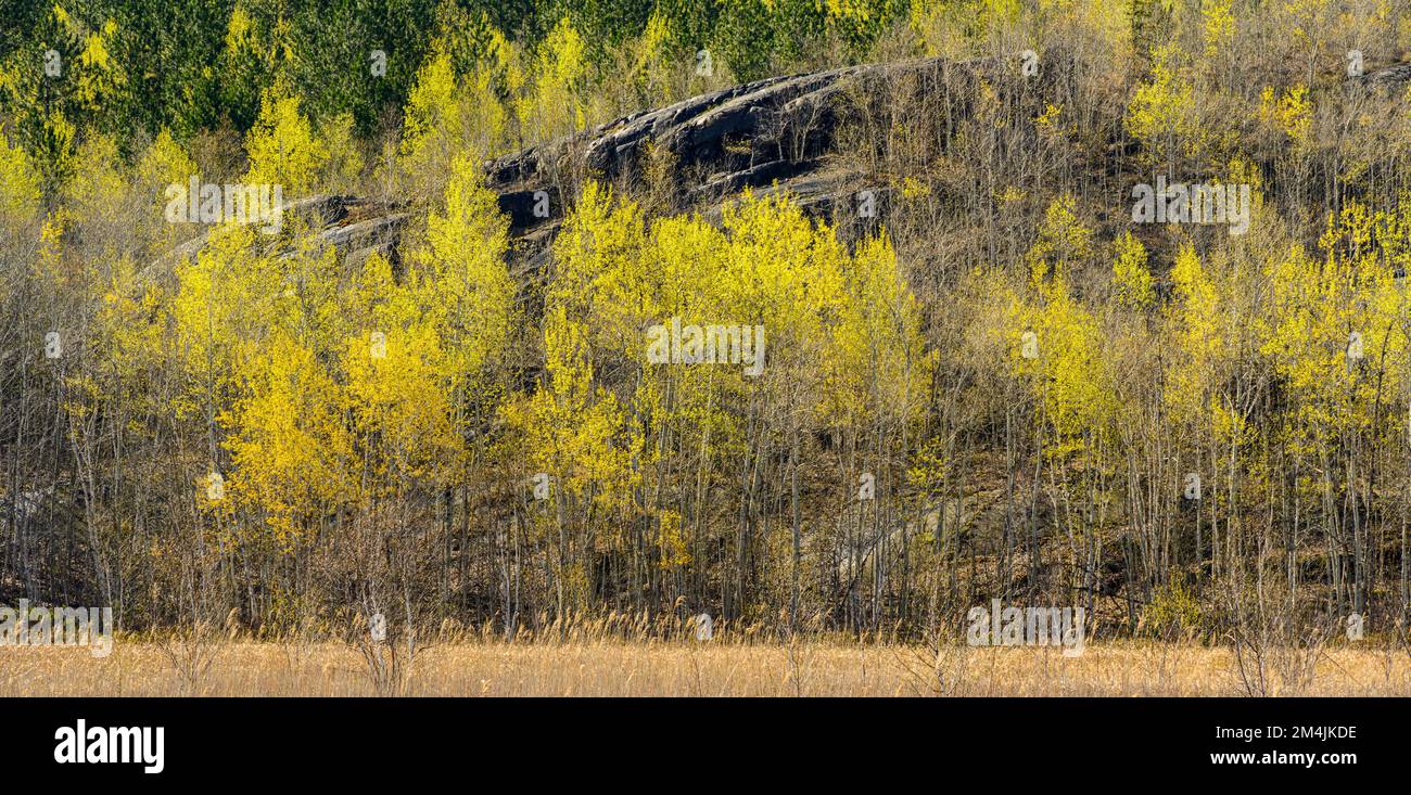 Aspen Trees, aufstrebendes Laub im Frühling, Greater Sudbury, Ontario, Kanada Stockfoto