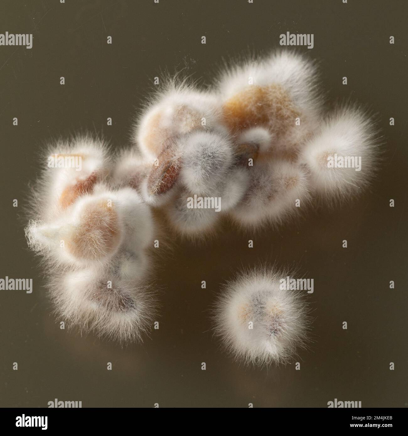 Makro eines Schimmels, der auf einem Agarmedium wächst. Laborexperiment zur Untersuchung antimykotischer Substanzen Stockfoto