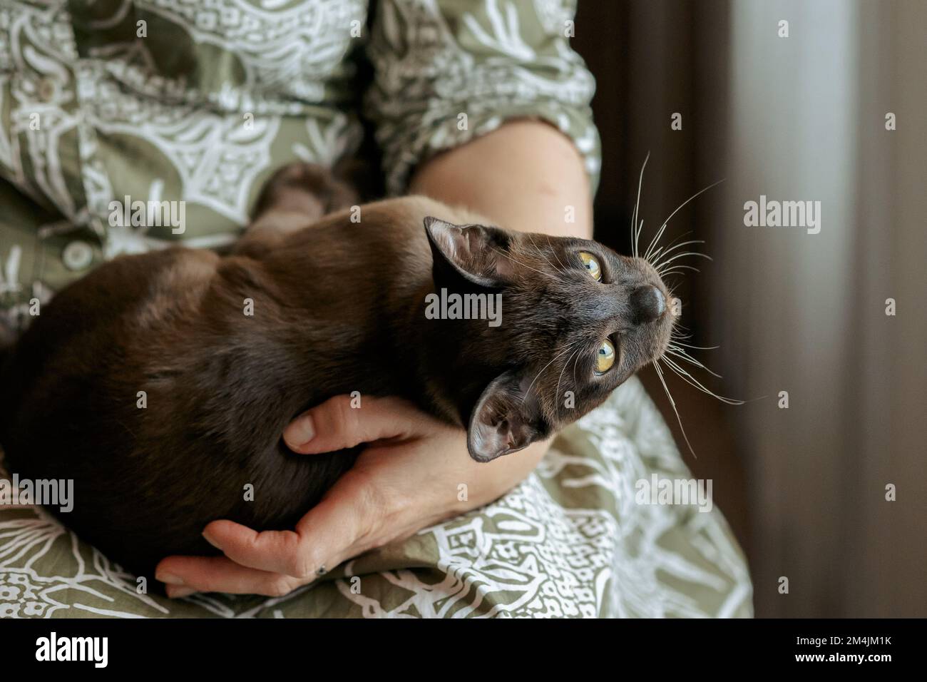 Ein birmanisches Kätzchen. Seltsame, witzige, gefleckte Burma Katze, die in die Kamera schaut. Hochwertiges Foto Stockfoto