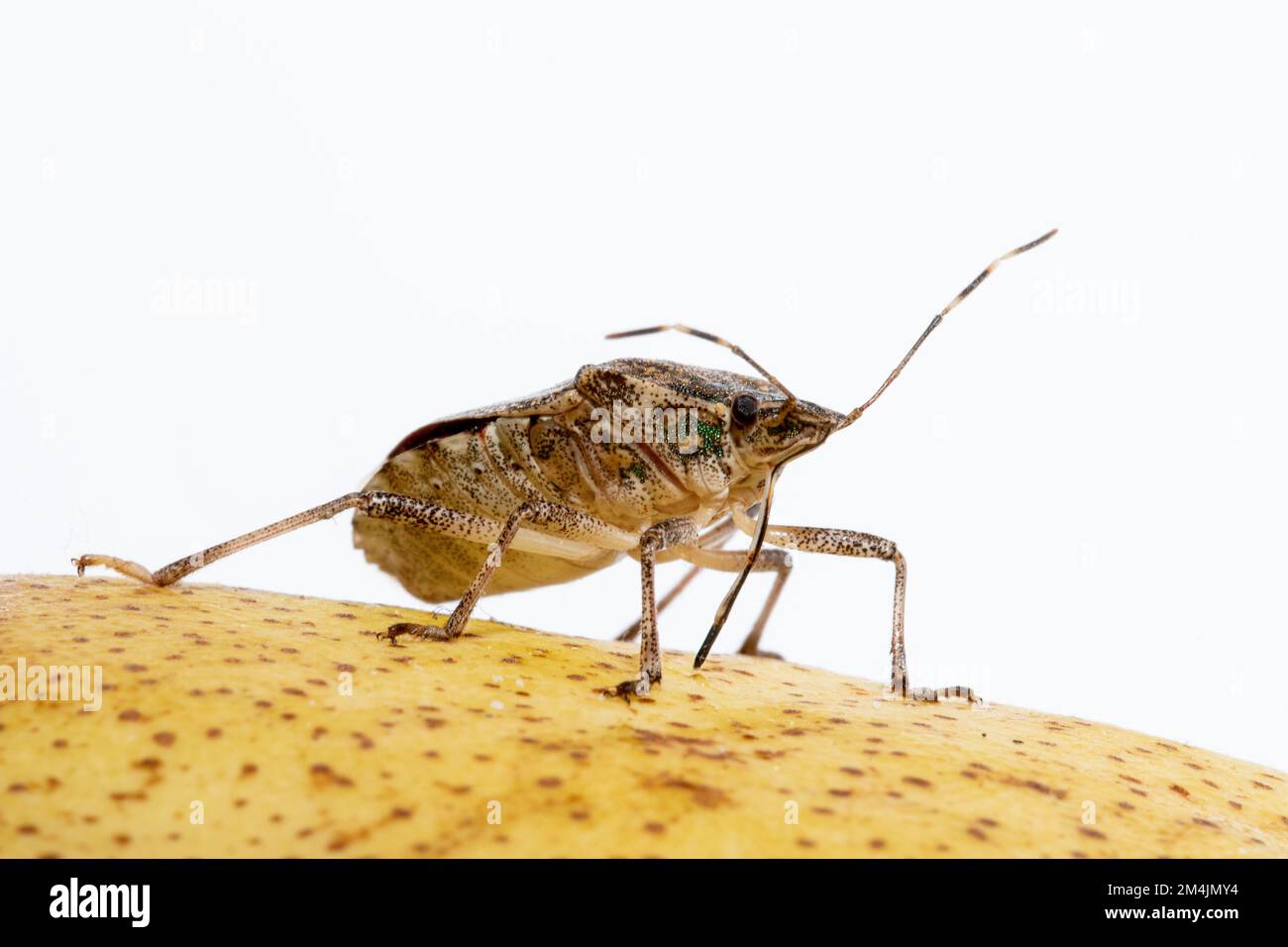 Brauner marmorierter Stinkkäfer über einer Frucht, die gleich beeinflussen wird Stockfoto