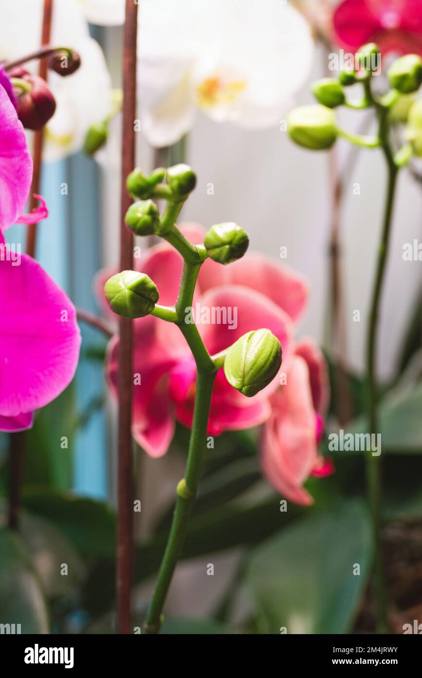 Phalaenopsis Orchideen bereit zu blühen, Mottenorchideen Blütenknospen im Winter unter künstlichem Licht Stockfoto