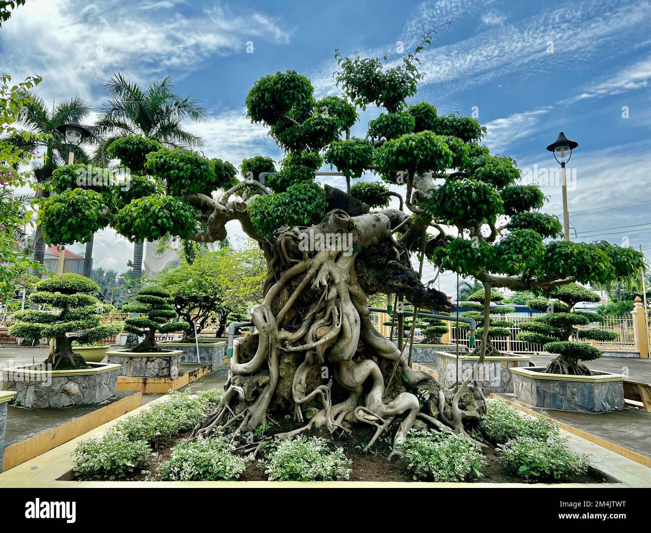 Ein malerischer Blick auf einen großen Bonsai-Baum mit gekrümmtem Stamm im vietnamesischen Tempelpark unter blauem Himmel Stockfoto