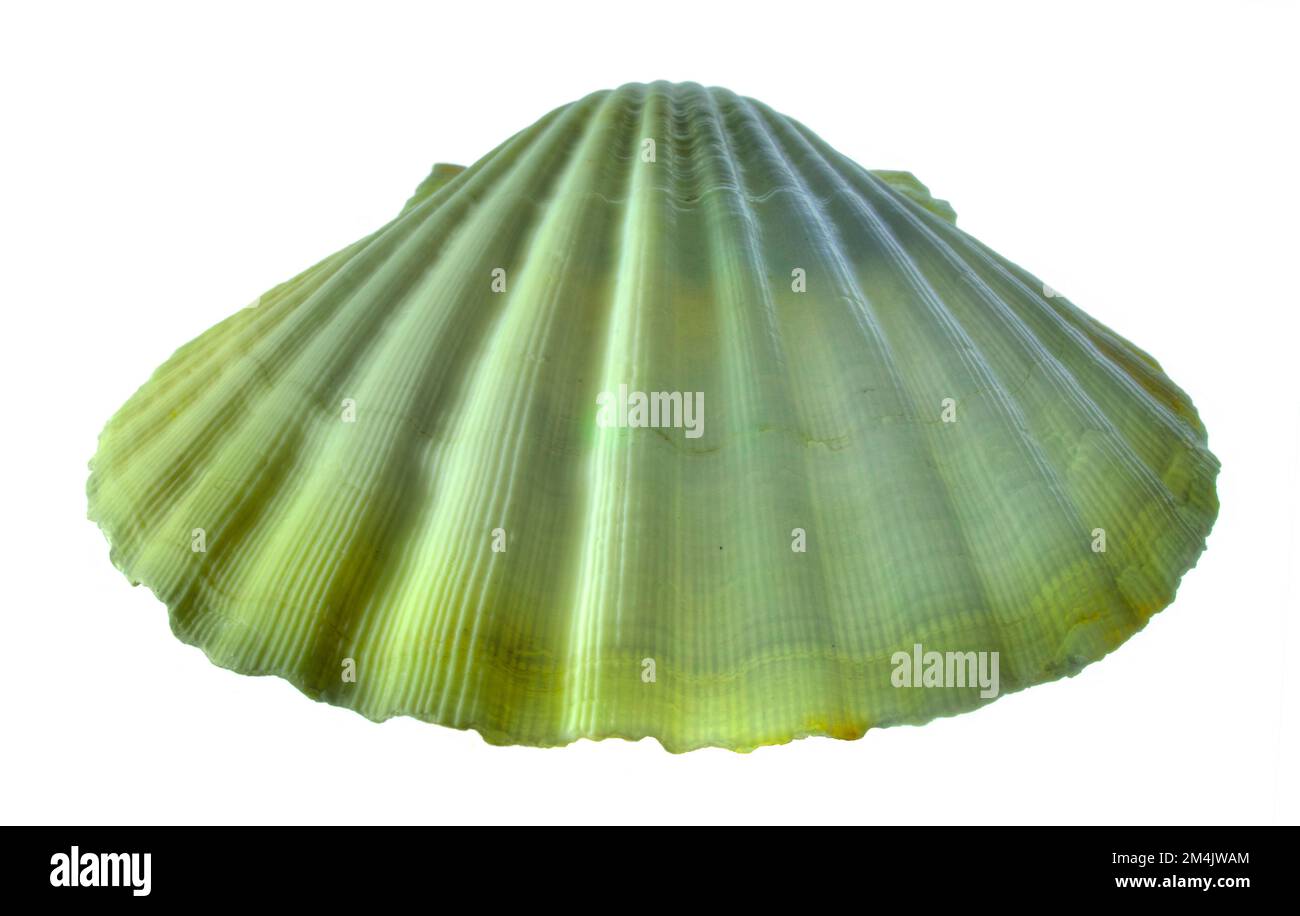 Yellow Cup Seashell auf weißem Hintergrund. Stockfoto