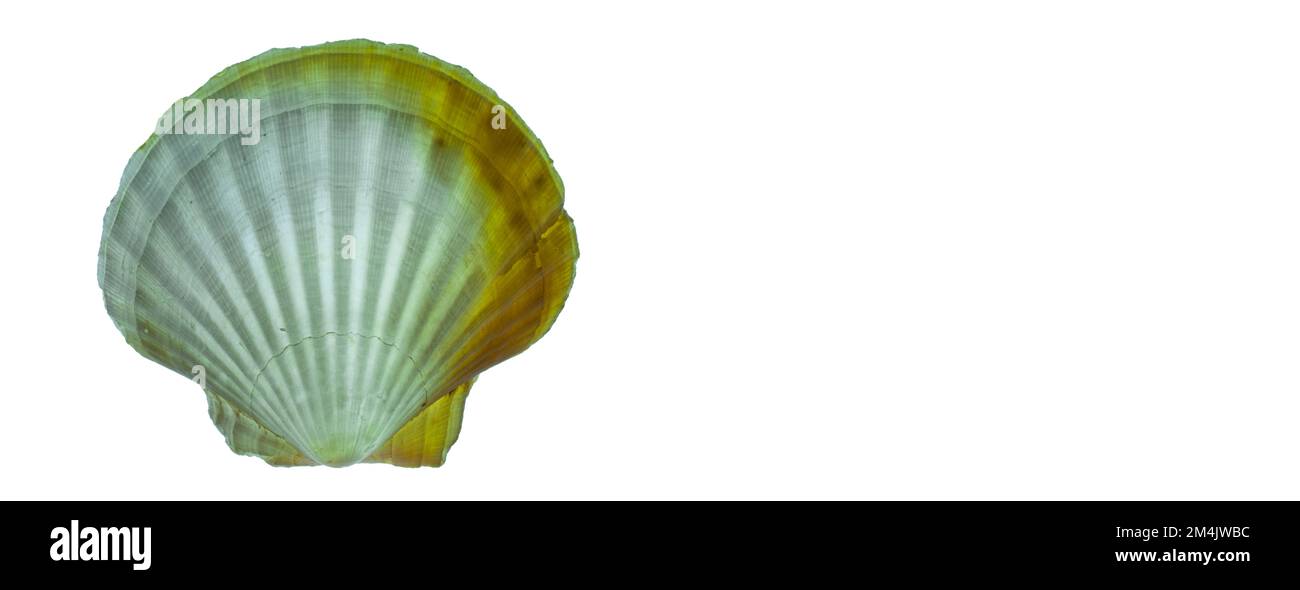 Yellow Cup Seashell auf weißem Hintergrund. Stockfoto