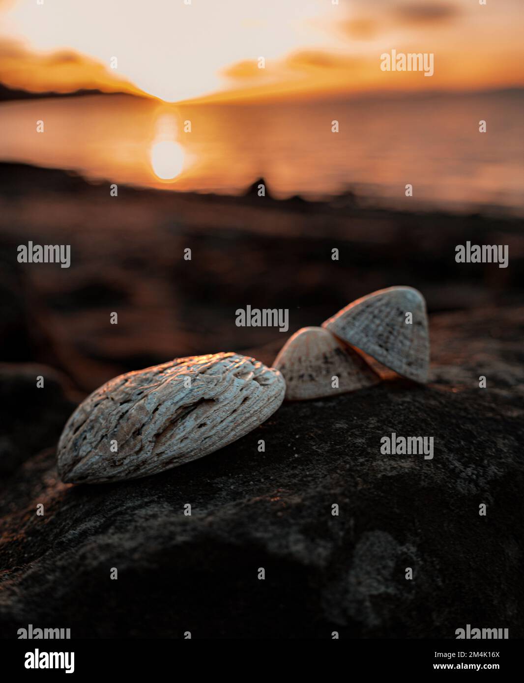 Zwei Muschelmuscheln auf einem Felsen in South Queensferry, Edinburgh. Stockfoto