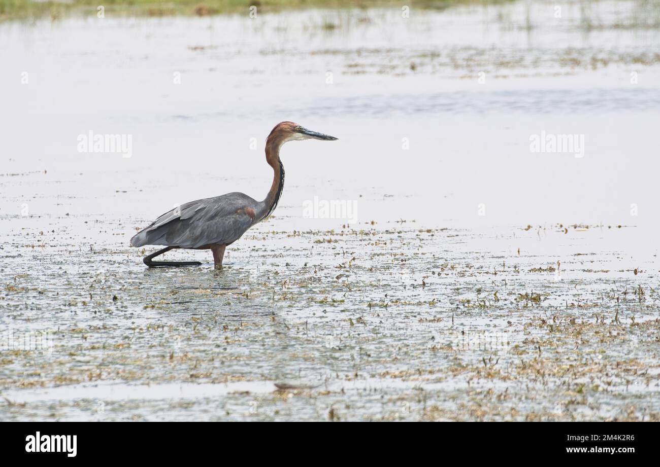 Goliath-Reiher (Ardea goliath) auf dem Weg in einen seichten See Stockfoto