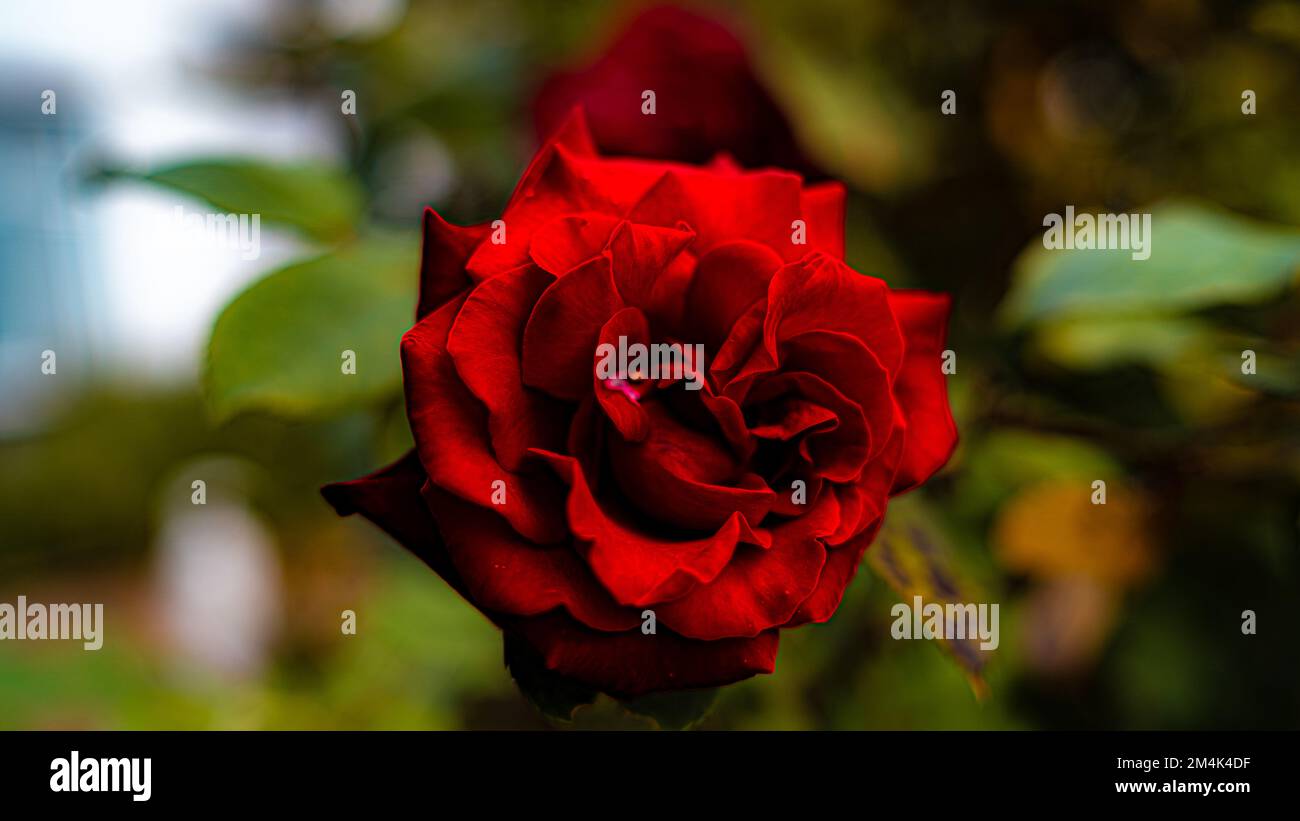 Das Foto zeigt eine detaillierte Rose mit weichen, zarten Blütenblättern in Pink- und Gelbtönen. Die Rose scheint frisch geschnitten zu sein und steht Stockfoto