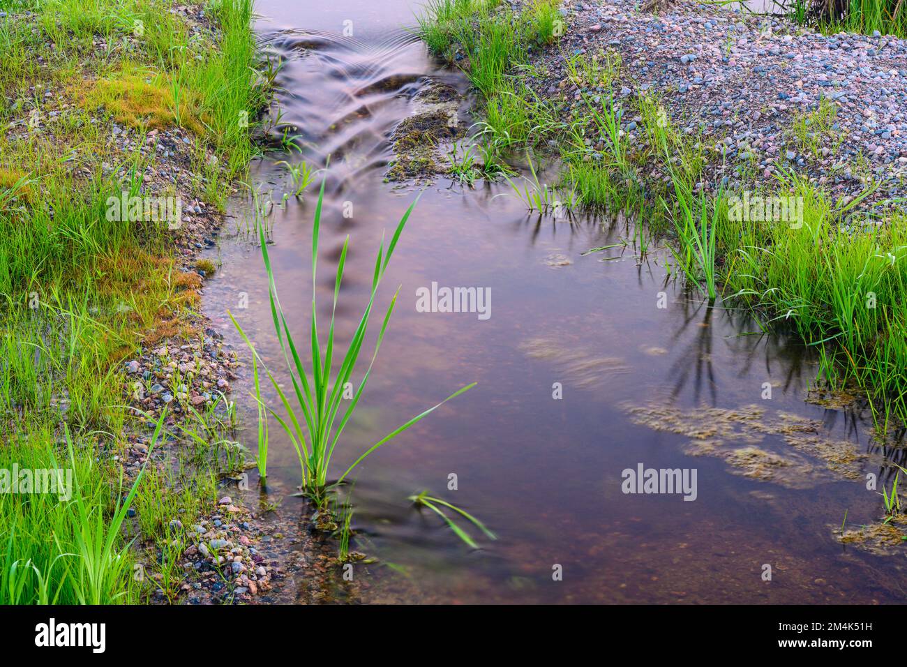 Fließendes Wasser in einem kürzlich abgelassenen Biberteich, mit, Greater Sudbury, Ontario, Kanada Stockfoto