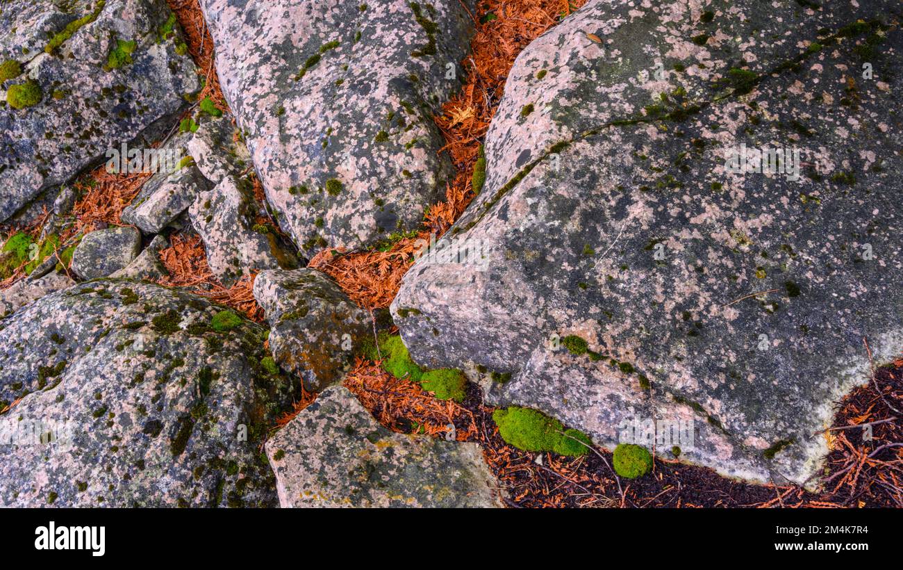 Unterirdische Kalksteinfelsen im Zedernwald in der Nähe von Halfway Log Dump, Bruce Peninsula National Park, Ontario, Kanada Stockfoto