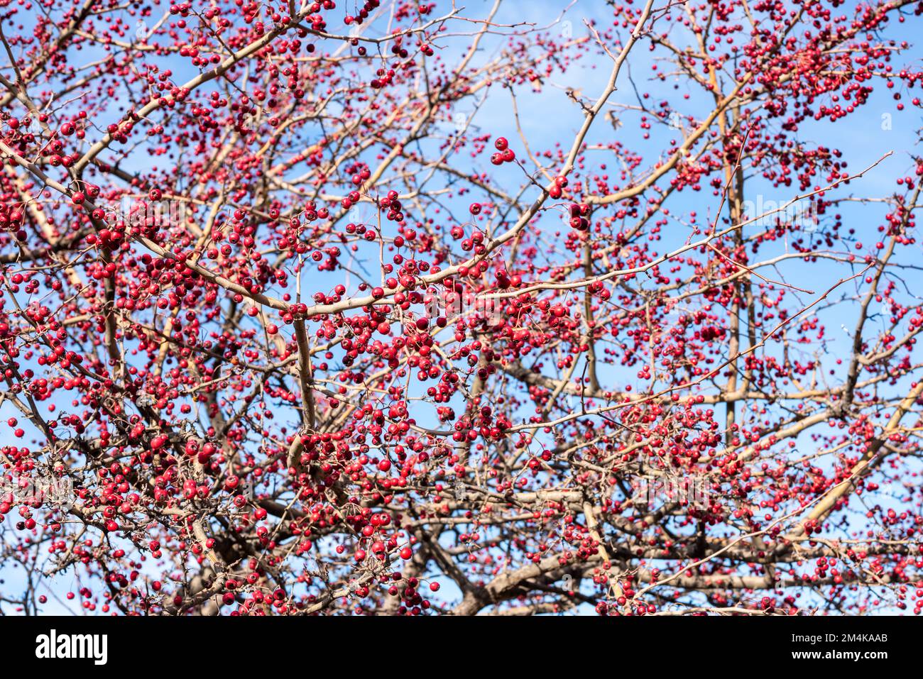 Frutos rojos del majuelo en las ramas de su árbol a finales de otoño Stockfoto