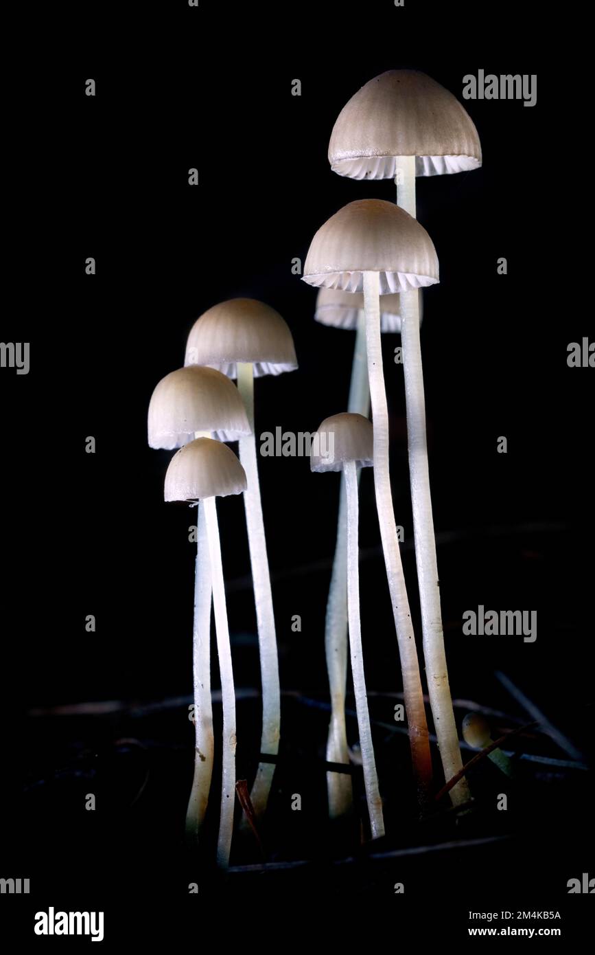 Eine Gruppe zarter weißer Pilze – Brevard, North Carolina, USA Stockfoto